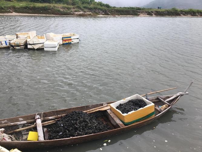 Sau mua bao, ngu dan hoi ha san “loc bien”, kiem ca trieu bac-Hinh-3