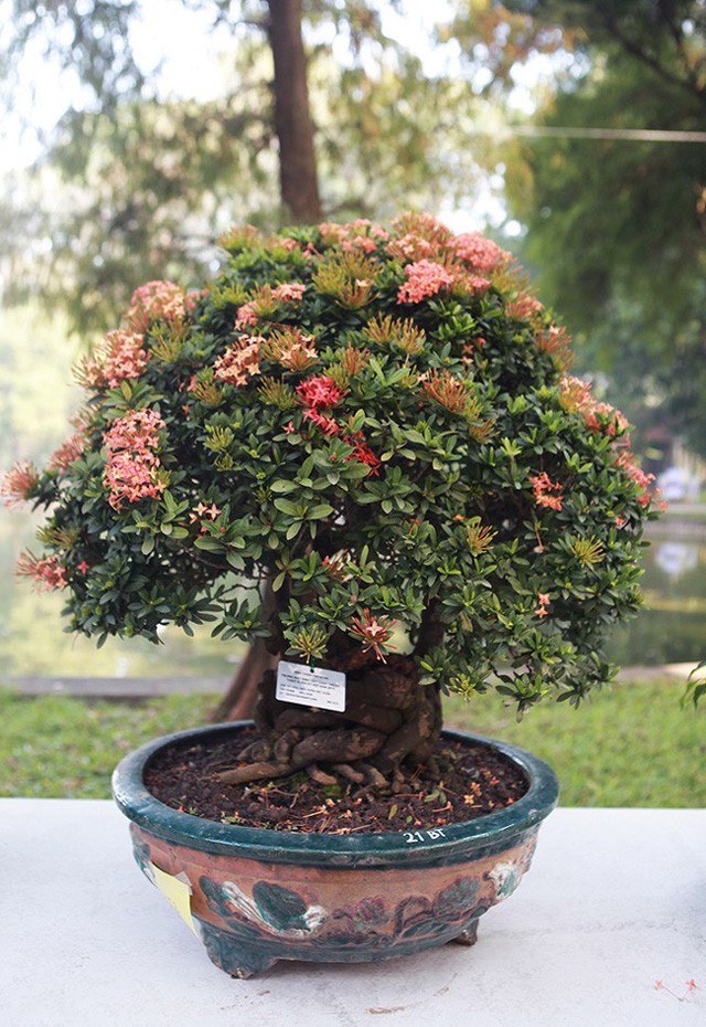 Ngam dan cay bonsai “nho ma co vo” tien ty o Ha Noi-Hinh-10