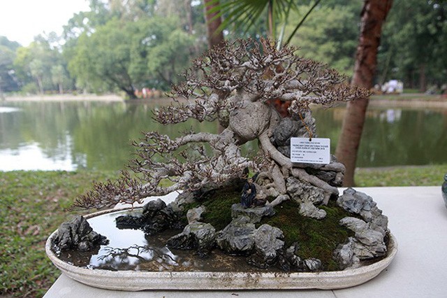 Ngam dan cay bonsai “nho ma co vo” tien ty o Ha Noi-Hinh-12