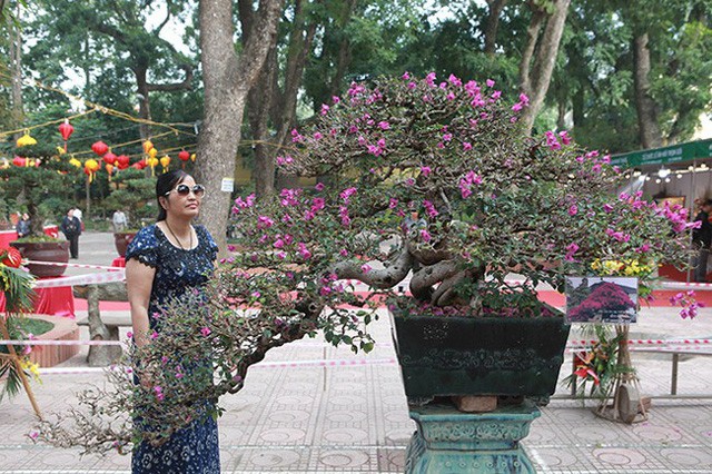 Ngam dan cay bonsai “nho ma co vo” tien ty o Ha Noi-Hinh-14