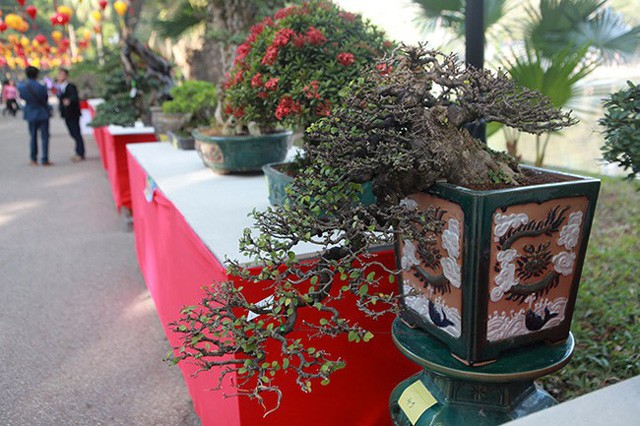 Ngam dan cay bonsai “nho ma co vo” tien ty o Ha Noi-Hinh-2