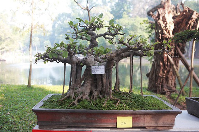 Ngam dan cay bonsai “nho ma co vo” tien ty o Ha Noi-Hinh-3