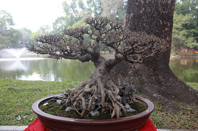 Ngam dan cay bonsai “nho ma co vo” tien ty o Ha Noi-Hinh-4