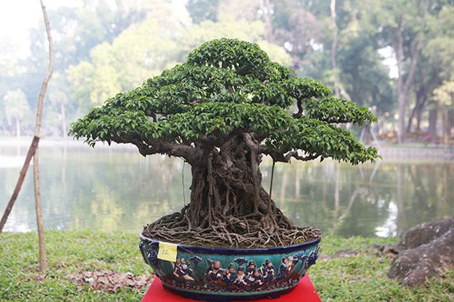 Ngam dan cay bonsai “nho ma co vo” tien ty o Ha Noi-Hinh-5