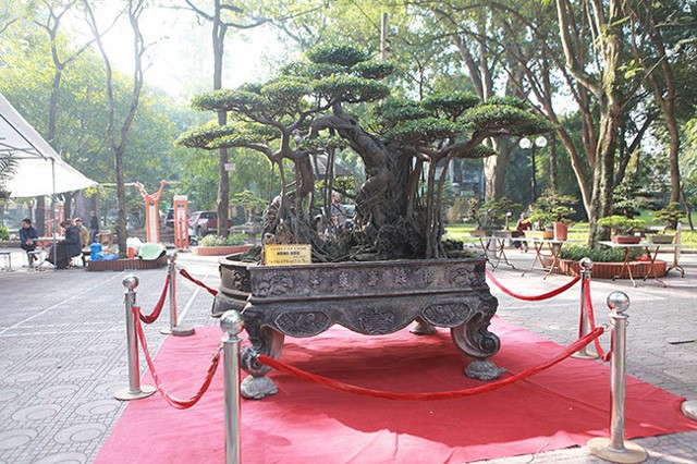 Ngam dan cay bonsai “nho ma co vo” tien ty o Ha Noi-Hinh-6