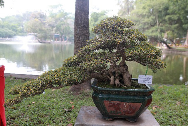 Ngam dan cay bonsai “nho ma co vo” tien ty o Ha Noi-Hinh-7