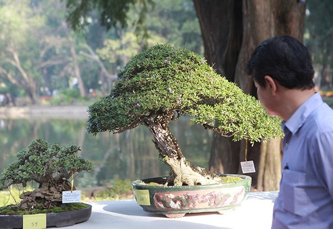 Ngam dan cay bonsai “nho ma co vo” tien ty o Ha Noi-Hinh-9