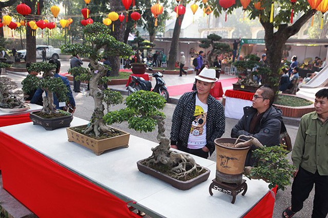 Ngam dan cay bonsai “nho ma co vo” tien ty o Ha Noi