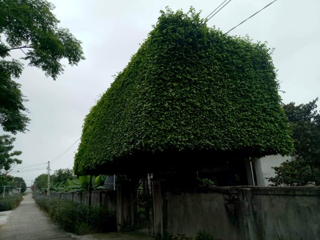 Nguoi dan ong bien 2 cay duoi bo di thanh “cong nha” co gia hon nua ty-Hinh-13