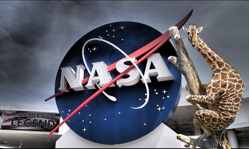 Huou cao co lam “quan su” cho NASA