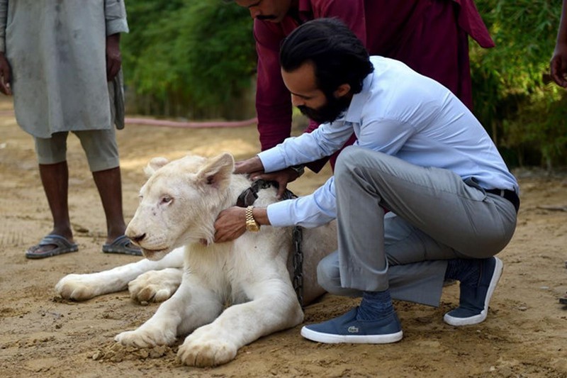 Sư tử trắng, động vật kỳ lạ... sống sang chảnh với đại gia Pakistan