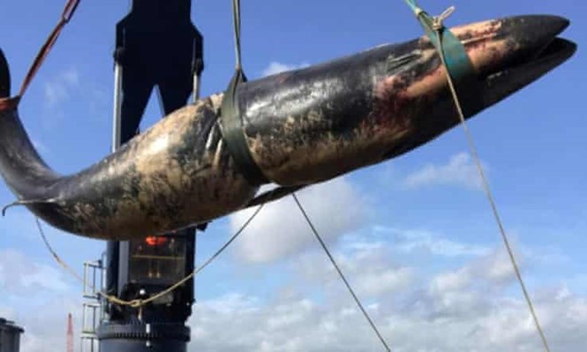 Con cá voi thứ hai chết bí ẩn ở sông Thames gây rúng động