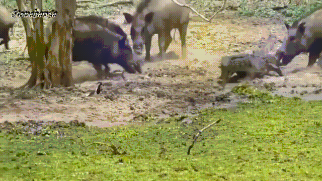 Lợn rừng tung đòn mãnh liệt, liều chết với cá sấu