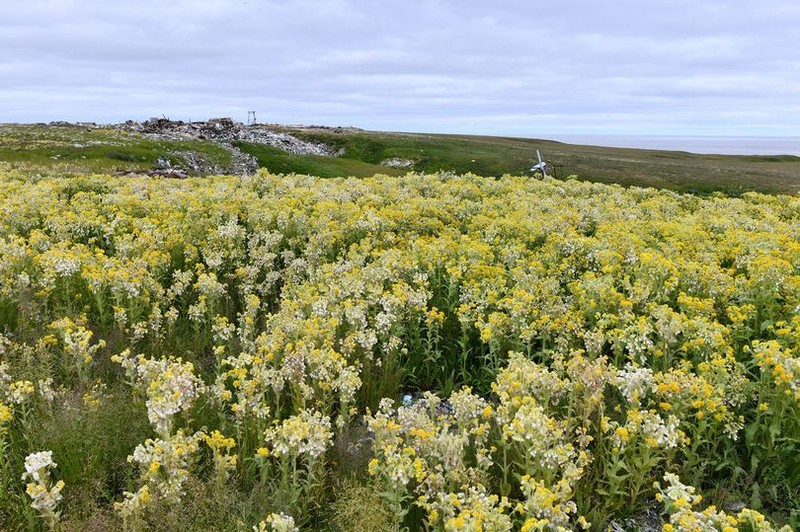 Choáng váng lãnh nguyên Bắc Cực biến thành cánh đồng cỏ hoa rực rỡ