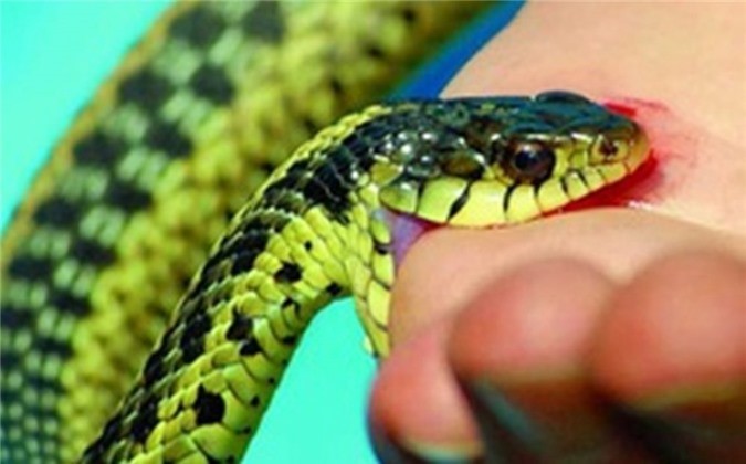Nọc độc loài rắn phổ biến ở Việt Nam gây chết người nhanh ra sao?