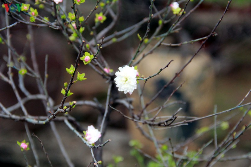 Ngam vuon nhat chi mai gia bac trieu duoc nhieu nguoi san lung dip Tet-Hinh-4