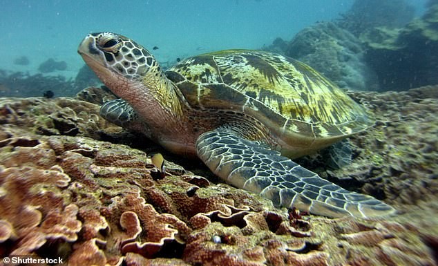 Sốc khi nhìn thấy thứ này trong bụng rùa biển xanh ở Thái Lan