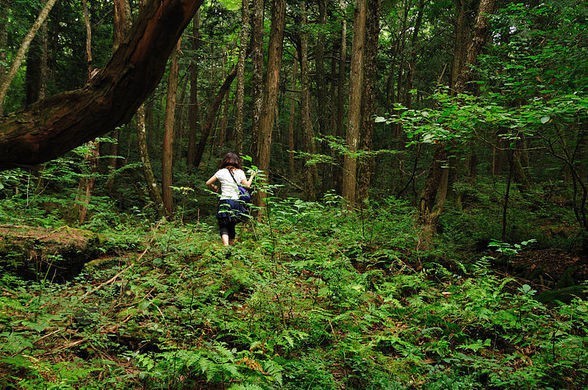 Bi an “chim quy” trong khu rung tu sat khet tieng o Nhat Ban-Hinh-4