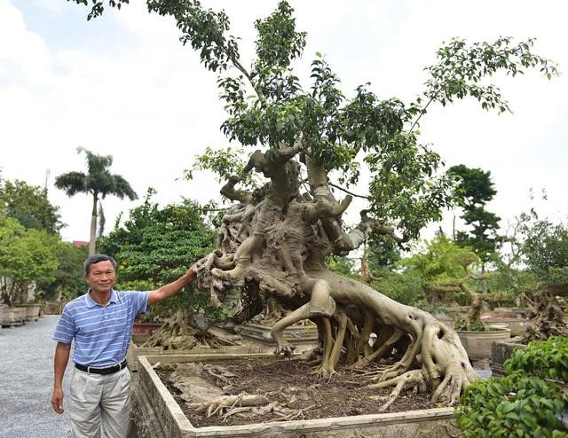 Cay sanh co “Thanh Giong cuoi ngua” co the cuc ky hiem