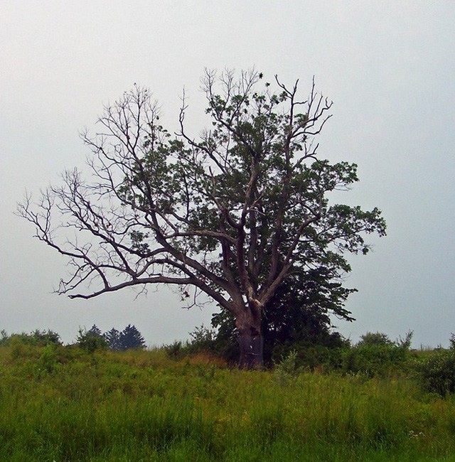 Am anh giai thoai “cay cua quy” ai cham vao xui xeo tan mang-Hinh-2