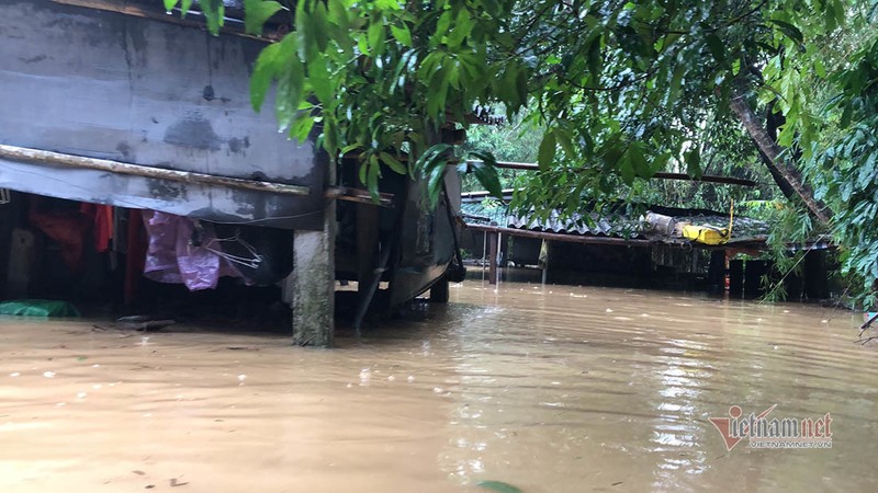 Canh tuong nuoi lon, trau bo mua lu chua tung thay o Nghe An-Hinh-2