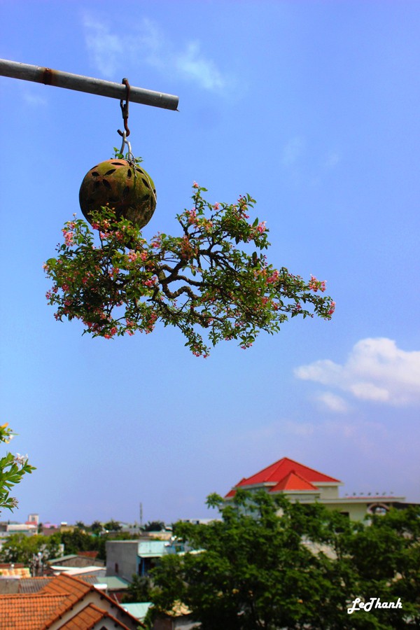 Mua cay “re tien” ve trong “nguoc”, khach tra ca chuc trieu van khong ban