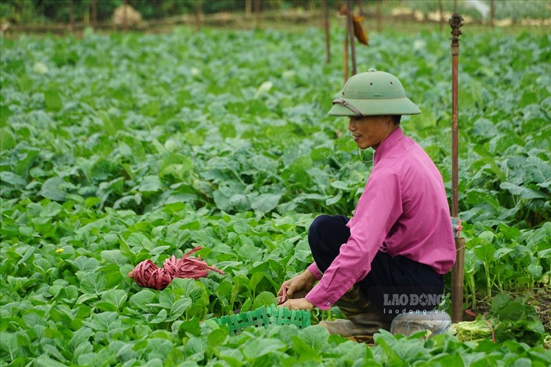 Ha Noi: Vua rau Me Linh gio ra sao sau vu giai cuu nong san?-Hinh-10