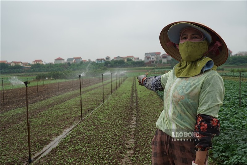 Ha Noi: Vua rau Me Linh gio ra sao sau vu giai cuu nong san?-Hinh-8