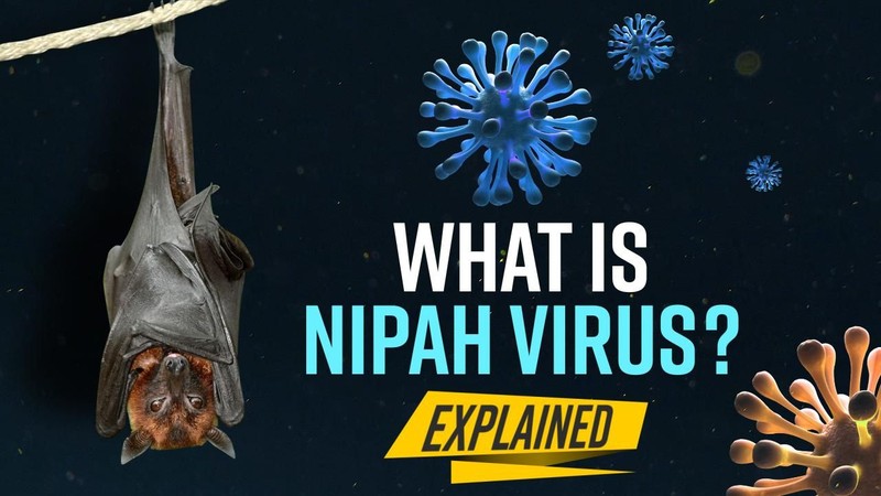 Virus Nipah bung phat: Nguy hiem hon 
