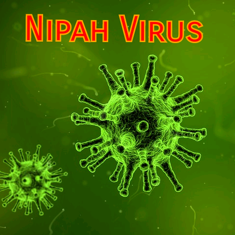 Virus Nipah bung phat: Nguy hiem hon 