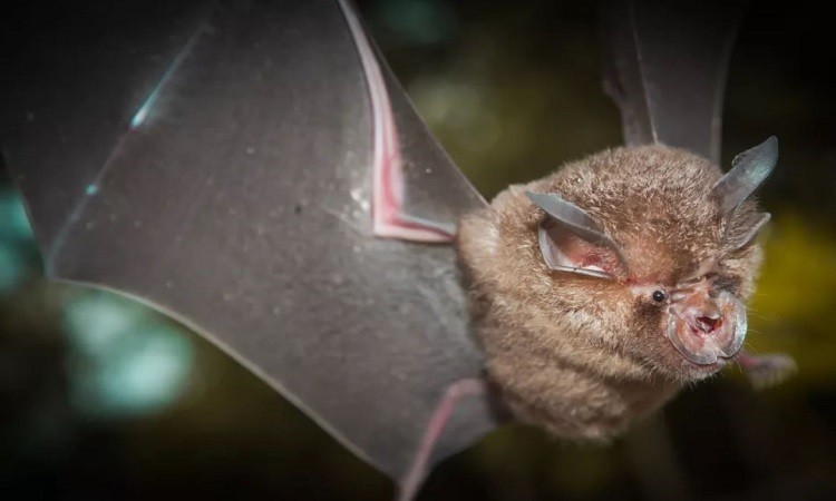 Giai ma bat ngo loai doi bi nghi gay ra virus 