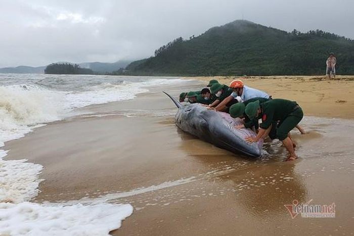 Ca voi 10 tan dat vao bo bien Thanh Hoa: Diem bao boi thu?-Hinh-4