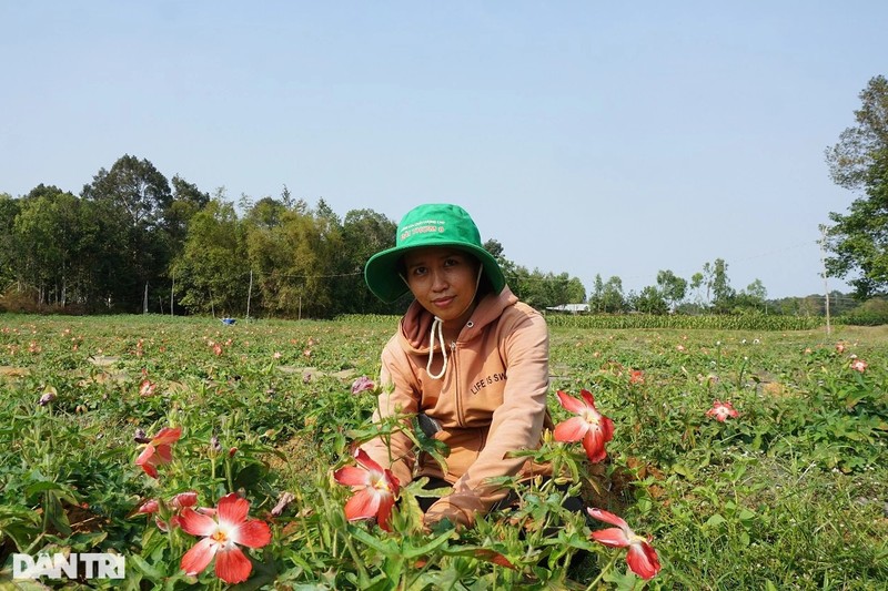 Trong sam de nhu trong khoai, lai gap hang chuc lan