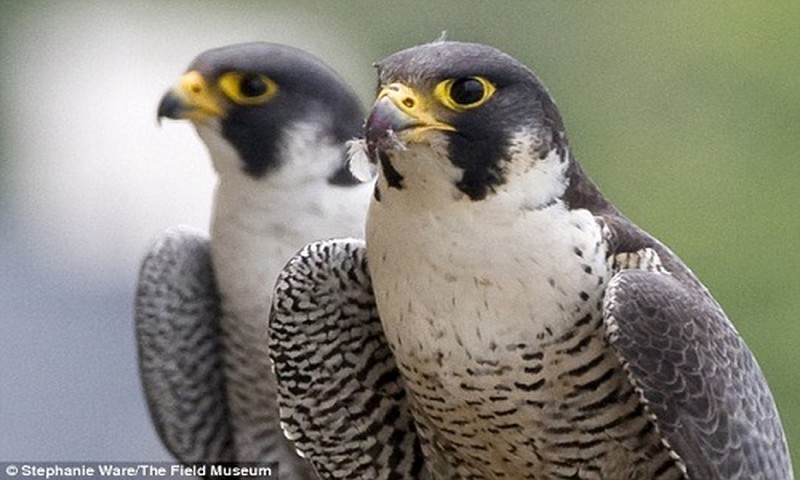 Chim ung peregrine California tim ban tinh moi sau cai chet cua ban doi-Hinh-2