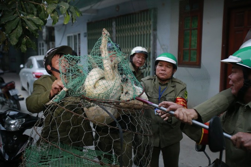 Gan 600 doi bat cho tha rong o Ha Noi hoat dong the nao?