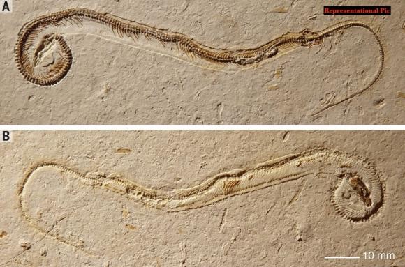 Discovery of a 35 Million-Year-Old Giant Snake Fossil Leaves Experts ...