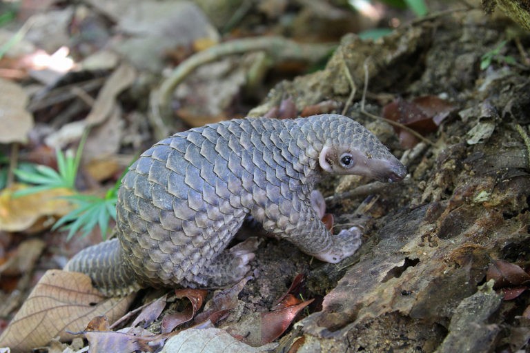 Kon Tum tiep nhan ca the te te Java: Loai cuc nguy cap!-Hinh-7