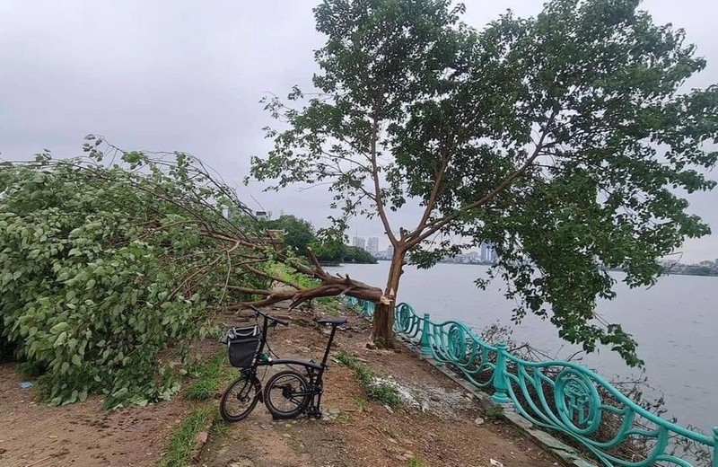 Nhung 'cay co don' tren the gioi chet dan vi su noi tieng