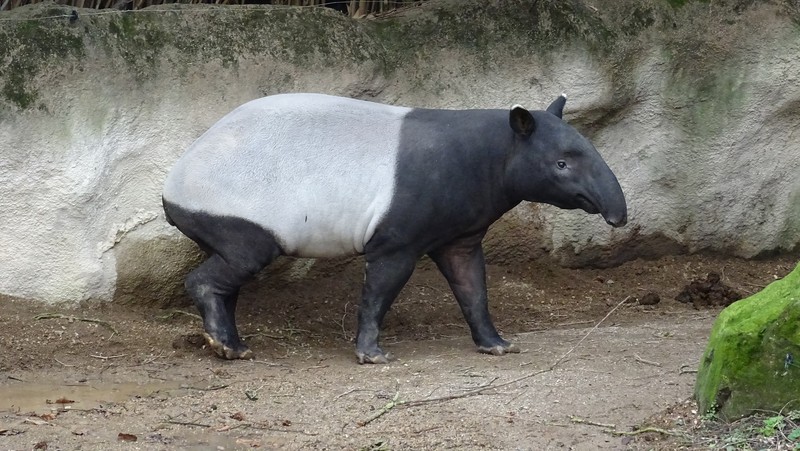 Tan muc lon voi sieu quy hiem vua chao doi tai vuon thu Anh-Hinh-8