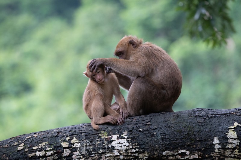 Giai cuu khi moc bi nuoi nhot trai phep o Lai Chau: Loai cuc hiem!-Hinh-6