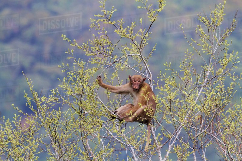 Giai cuu khi moc bi nuoi nhot trai phep o Lai Chau: Loai cuc hiem!-Hinh-7