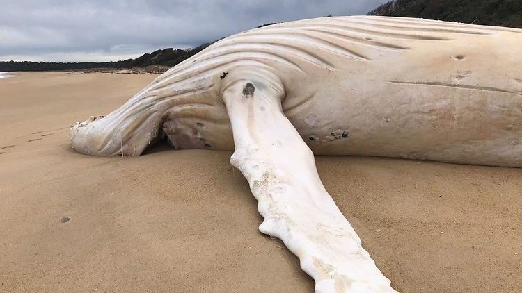 Ca voi lung gu trang dat vao bai bien Australia: Loai cuc hiem!