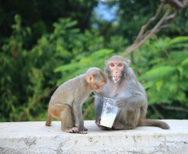 Hat Kiem lam Ha Tinh tiep nhan ca the khi vang: Loai quy hiem!-Hinh-10