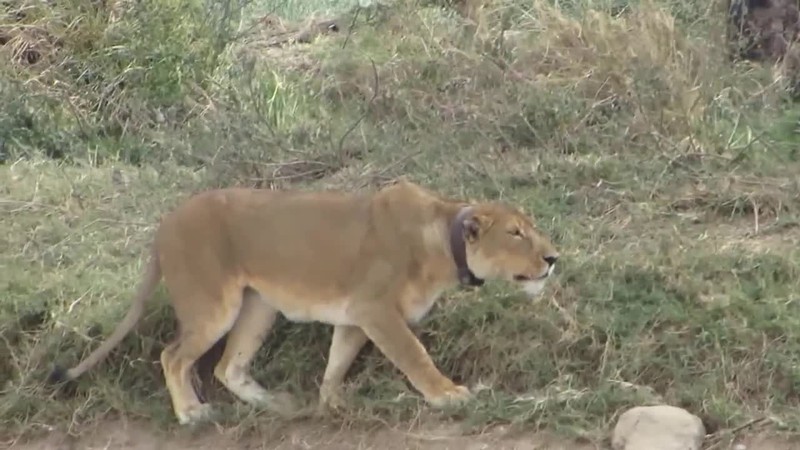 Video: Bi ngua van can tra, su tu keu la va cai ket bat ngo