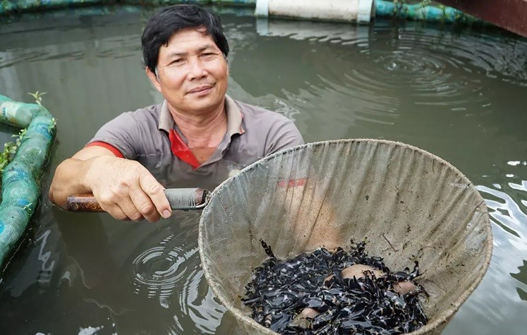 Loai ca suyt tuyet chung, nay thanh thu 