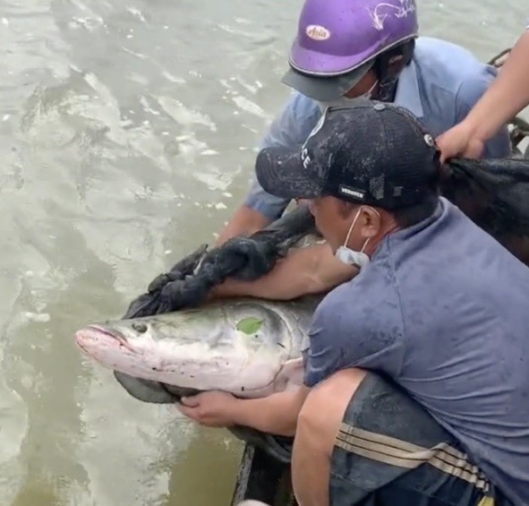 Phong sinh ca hai tuon long: Loai khong duoc phep kinh doanh o VN!-Hinh-2