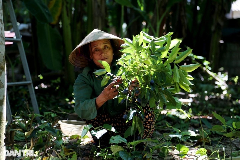 Thuong lai tranh mua thu qua goi nho huong vi nhung ngay ngheo kho-Hinh-7