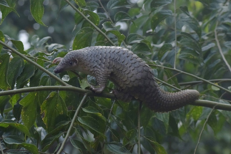 TP.HCM tiep nhan te te Java: Dong vat rung nguy cap!-Hinh-9