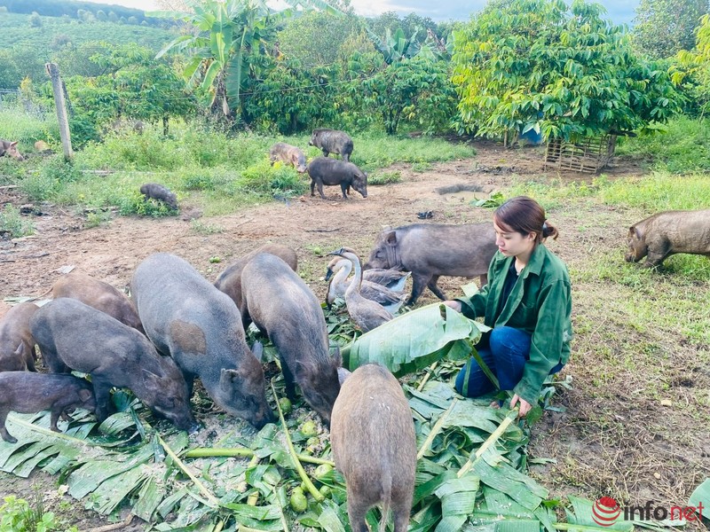 Roi pho sau 10 nam gan bo, co gai tre ve que lam nong dan-Hinh-2