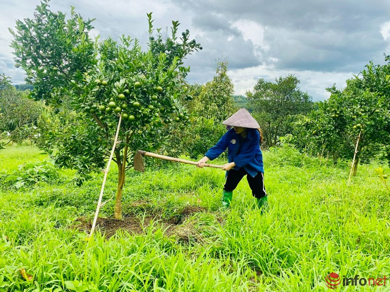 Roi pho sau 10 nam gan bo, co gai tre ve que lam nong dan